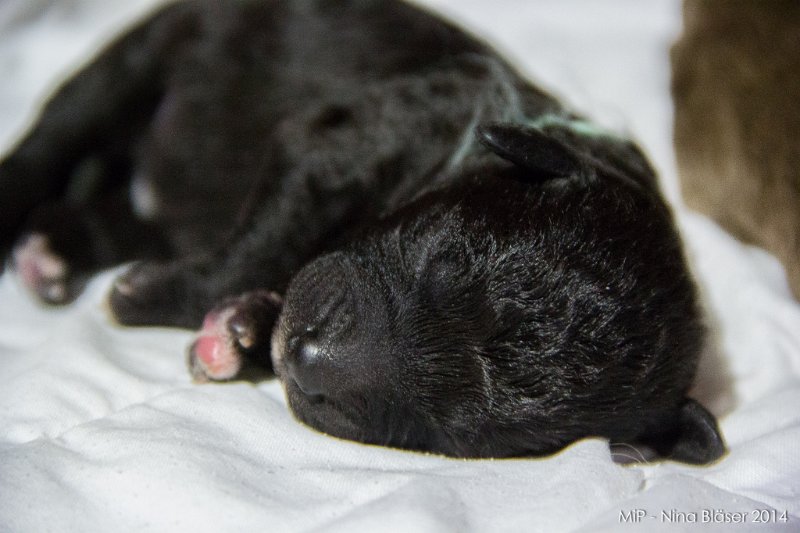 2014-02-05 Welpen Svet & Ruby-1476.jpg - Day 3